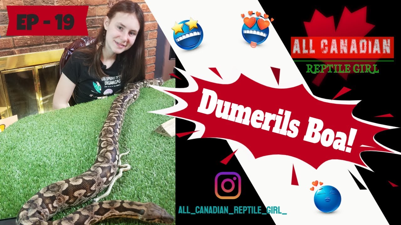 New Dumerils Boa - Is It The Best Pet Boa You Could Get?