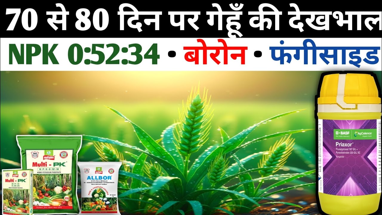गेहूं का उत्पादन बढ़ाने वाला स्प्रे 🌾 | Gehu Me Priaxor, NPK 0-52-34 & Boron ka spray kab kare 