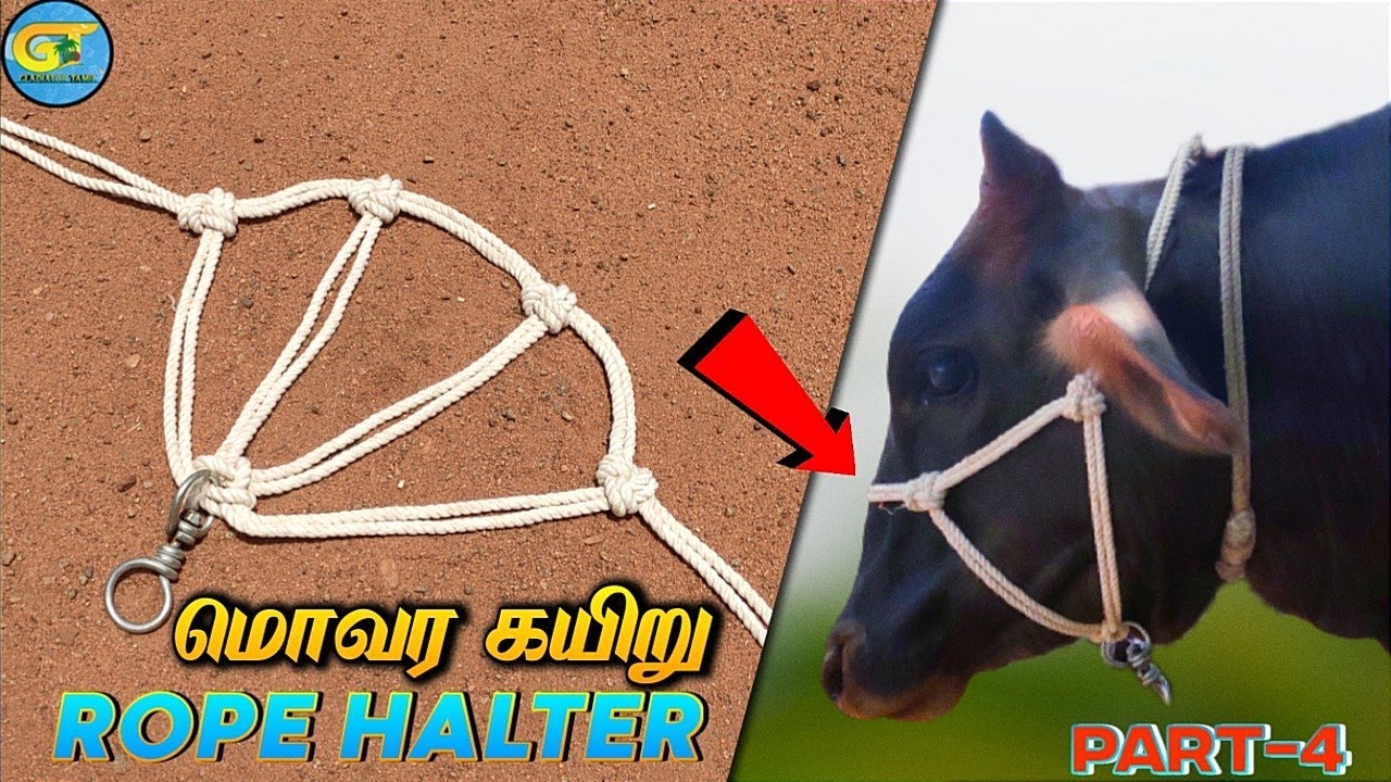மொவர கயிர் பின்னுவது எப்படி| cow halter rope part-4
