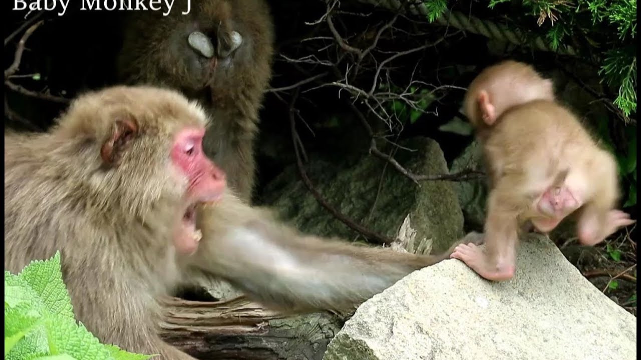 Baby monkey being attacked again