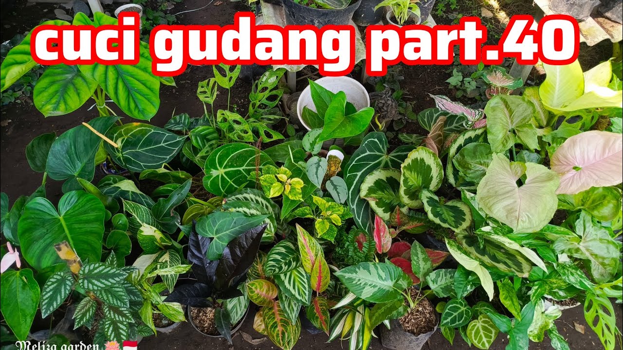 cuci gudang tanaman hias part.40 $uper diskon 50%🤓