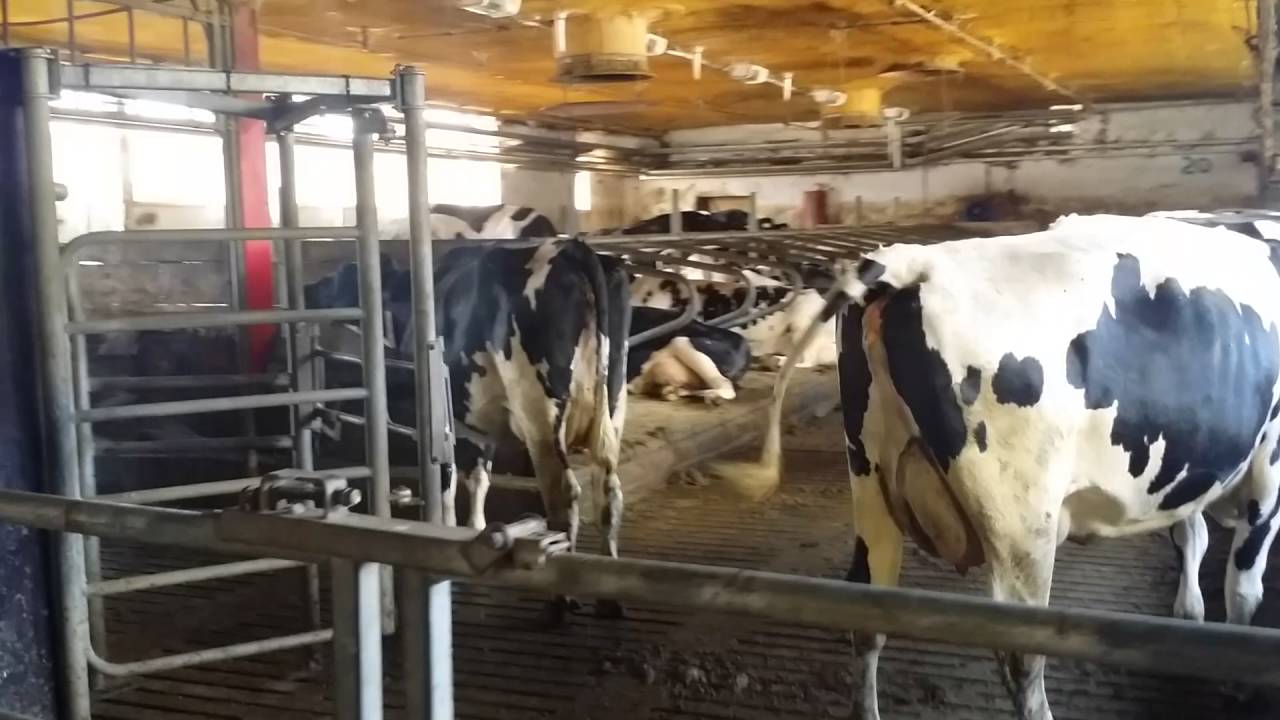 21 Lely Astronaut A4 et 1000 vaches en Allemagne