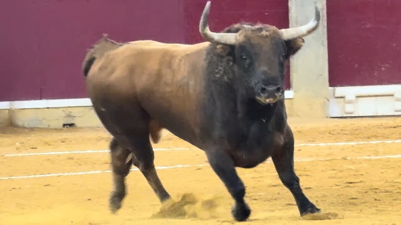 Salida 5º toro de VILLAMARTA: 