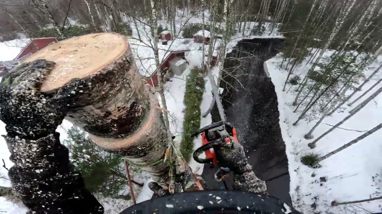 Koivu varrella virran! Echo 2511t ja Stihl Ps3 Pro ketju #poweredbypartaorava