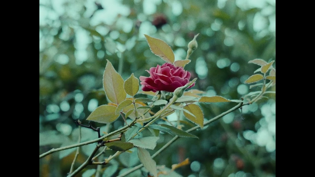 Lumix S5II 4:3 422 Dehancer Pro Test (20-60mm Kit Lens)