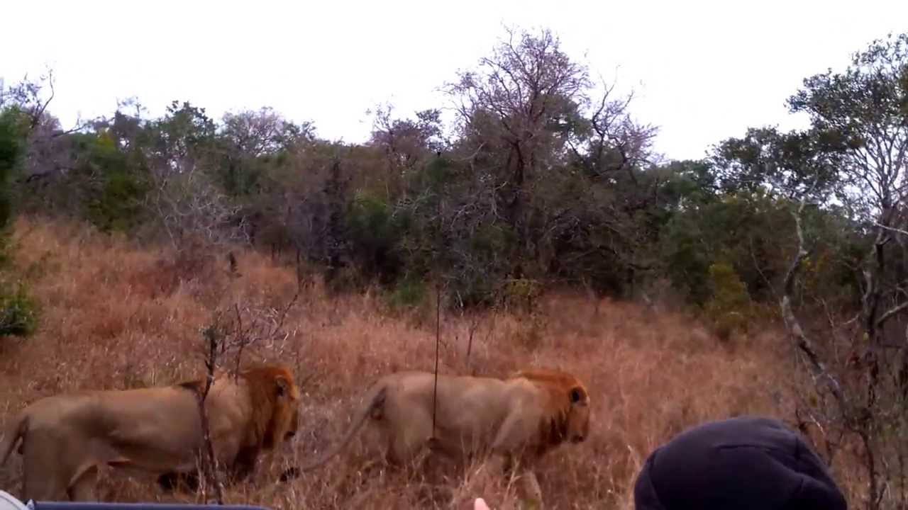 South Africa - Ngala Private Game Reserve - Lions (July 2013)