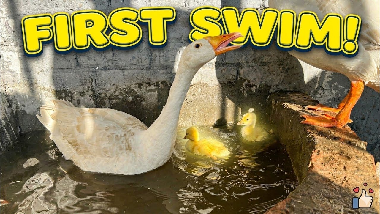 Baby Ducklings Ka First Swimming Day || Full Cute Moments 
