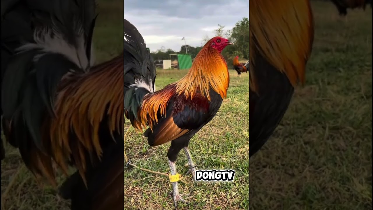 BEST GAMEFOWL COMPILATION 013