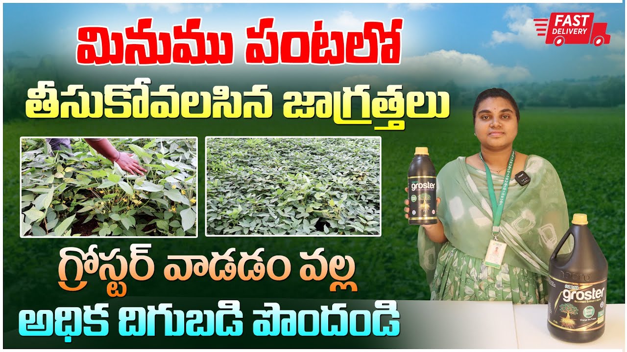 గ్రోస్టర్ వాడడం వల్ల మినుము పంటలో అధిక దిగుబడి | Groster | Growth Promoter | Black Gram Cultivation