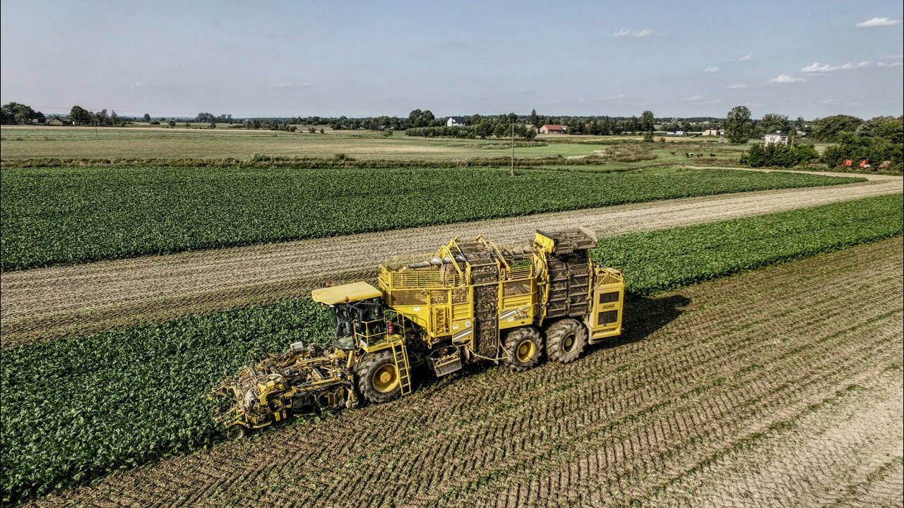 Kopanie Buraków 2017 z Firmą HADAM ✪ Ropa Tiger 5 ✪ 2x Claas Arion 630 ✪ 2x Pronar ✪ DJI 3 Pro ✪