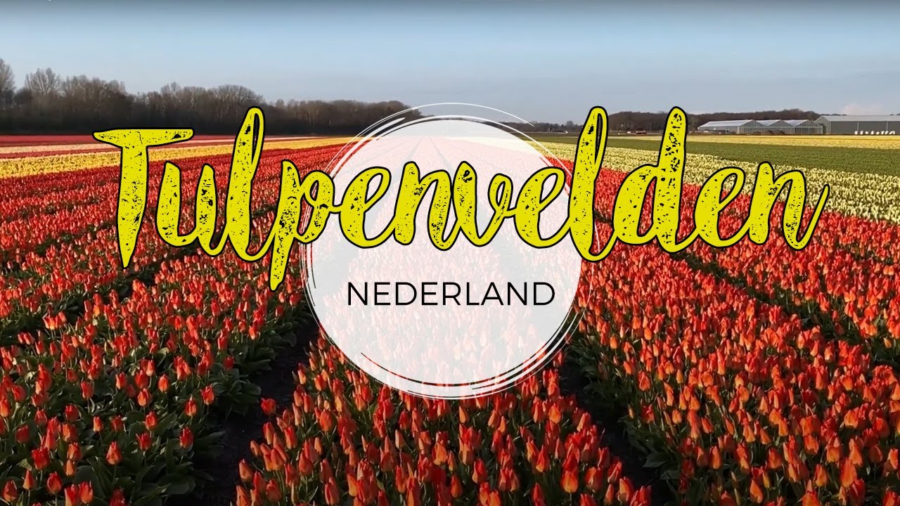 De mooiste Tulpenvelden in Nederland + bezoek aan de Bollenstreek