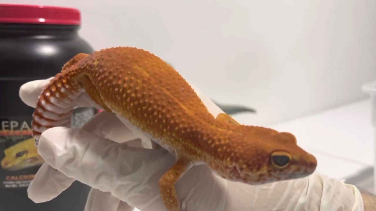 Genetica Lineas de Tangerine en geckos leopardo - 🧬