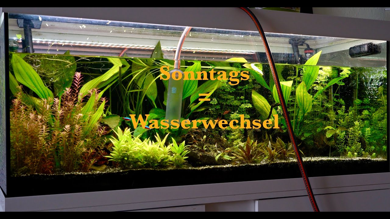 Eheim Vivaline Aquarium 240l -The Fishtank- Corydoras Julii - Smaragdprachtbarsch - Fünfgürtelbarben