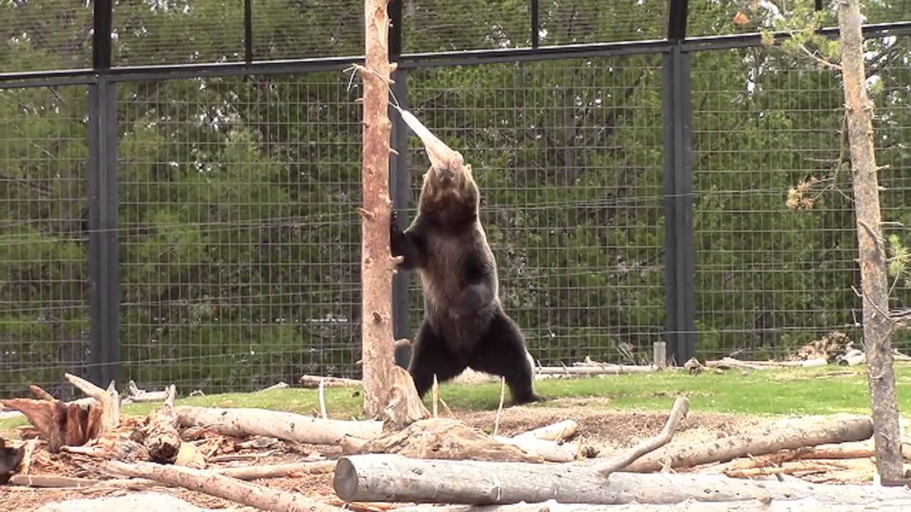 Grizzly vs. Ursack IGBC Test Excerpt