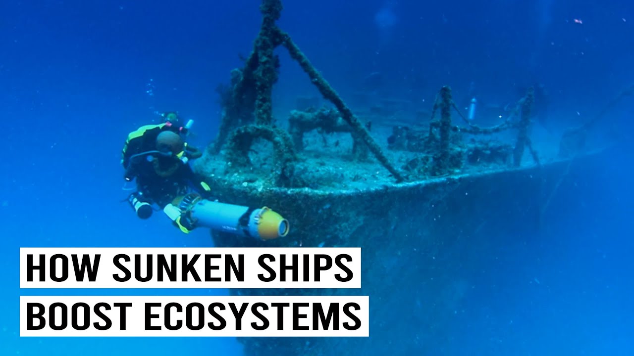 Shipwreck Transformations Into Marine Ecosystems (4K Documentary)