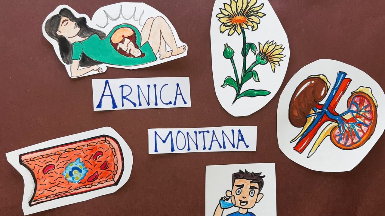 Arnica Montana | Part 1 | From Dr. N. M. Choudhuri's Materia Medica