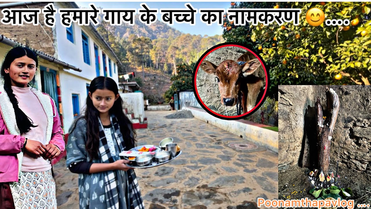 आज है हमारे गाय के बच्चे का नामकरण🫶// pahadi lifestyle vlog // poonamthapavlog #ytviralvideo….