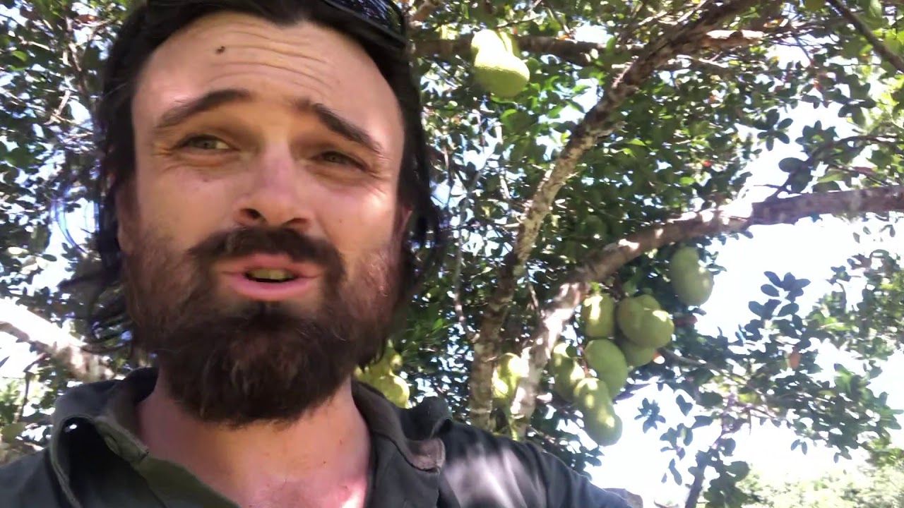 Farming Jackfruit at the Daintree Ice Cream Company