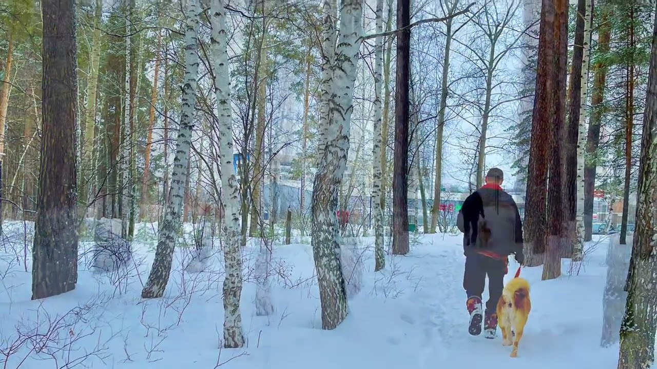 Февральский снежный денек 🌲❄️