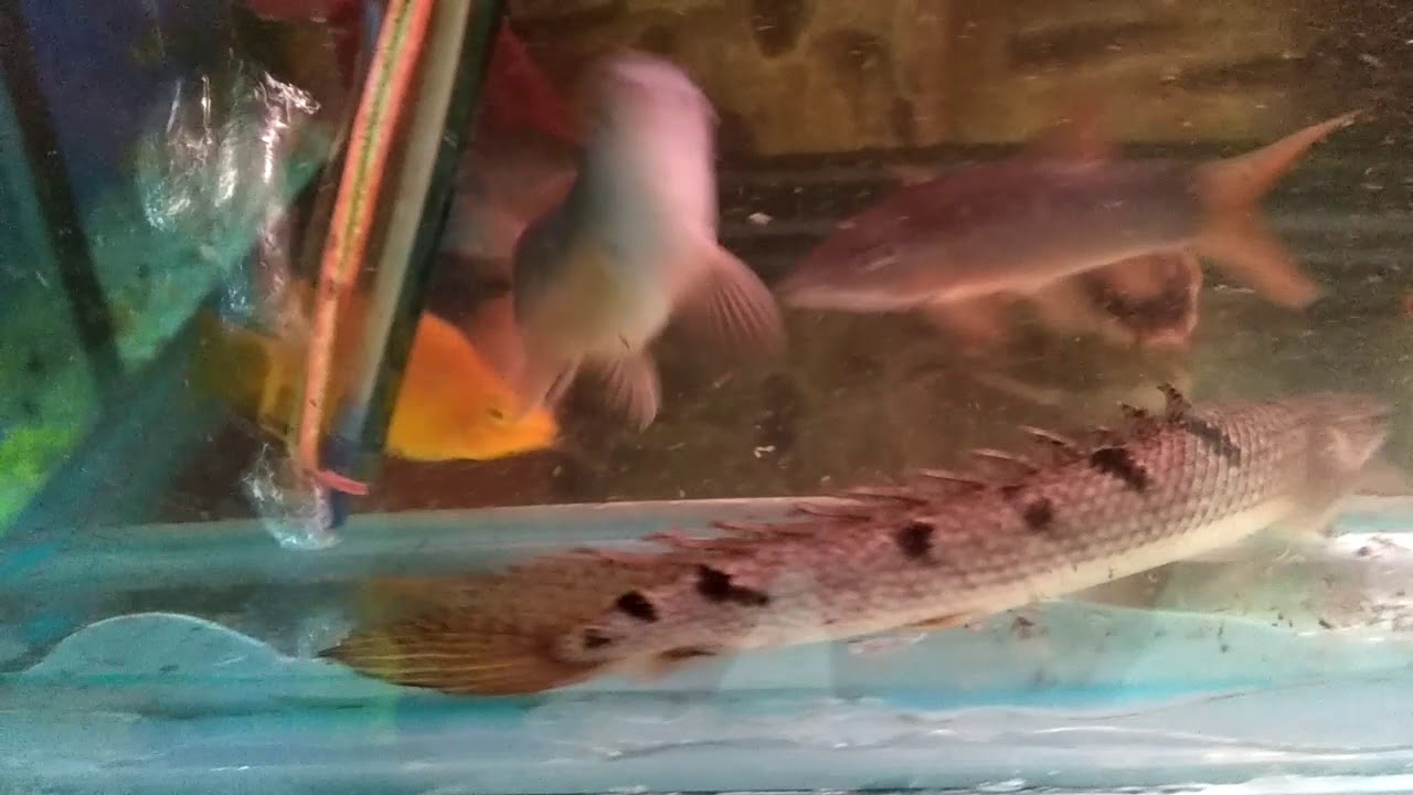 Loach cichlids and catfish