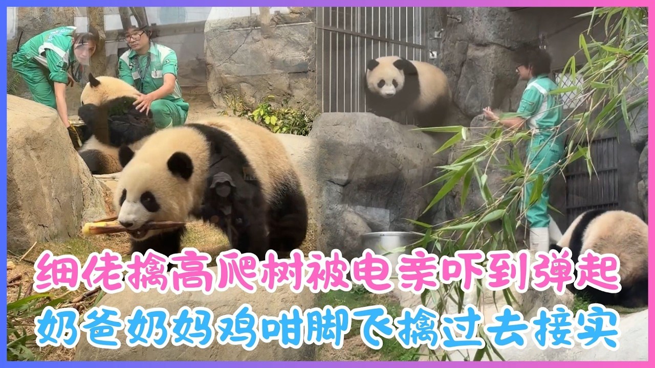 3月11日💖细佬擒高爬树被电亲吓到弹起～奶爸奶妈鸡咁脚飞擒过去接实，揽住佢狂喂笋笋压惊💖