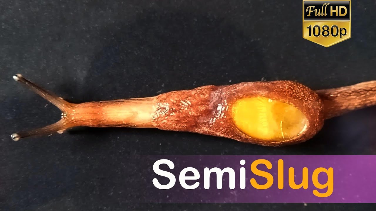 Semi-Slug Footage Video HD