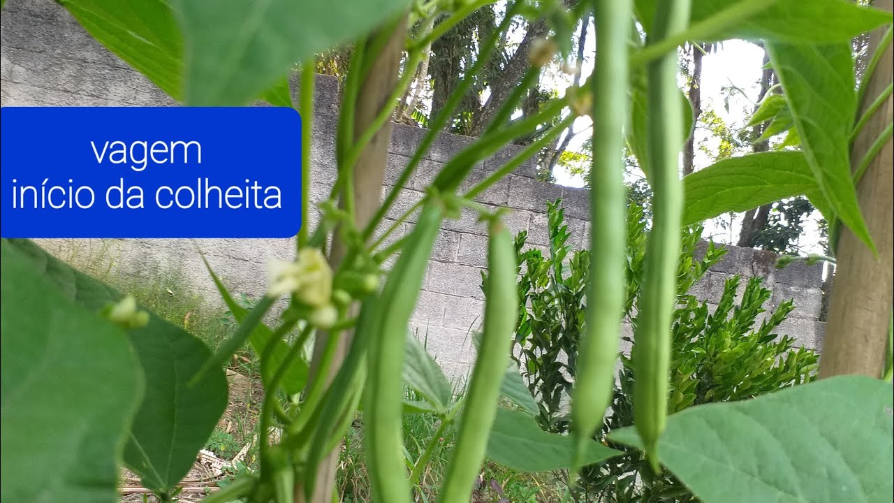 Vagem (parte 2) , Plantio até a colheita,  tudo que precisa saber, para ter uma boa produção.