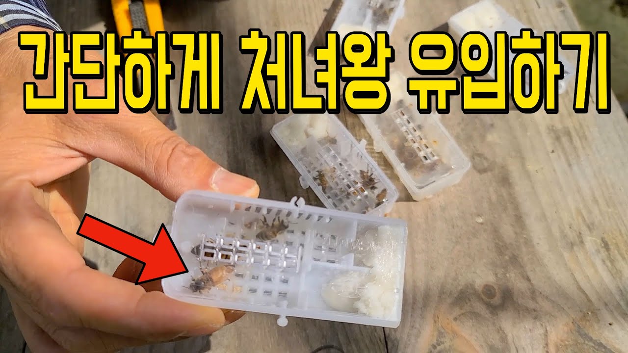 처녀왕 유입은 일벌 행동을 보고 유입합니다 간단하게 처녀왕 유입하기