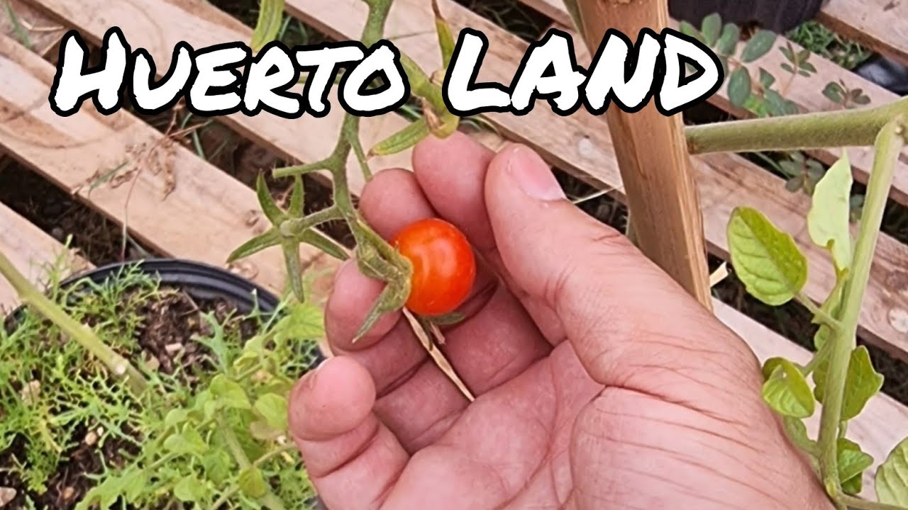 Cultivos fáciles y rápidos Huerto Land República Dominicana