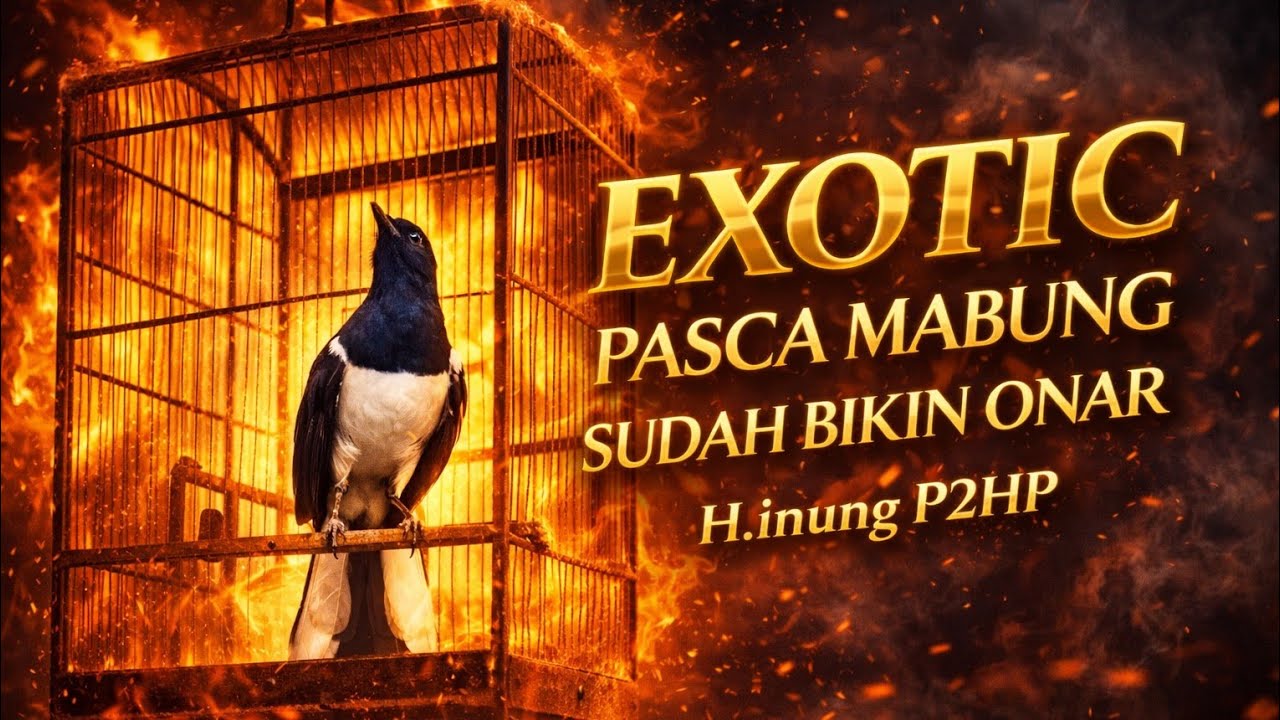 "KACER EXOTIC" SUDAH MULAI MENDOMINASI JUARA-BIKIN ONAR PASCA MABUNG‼️