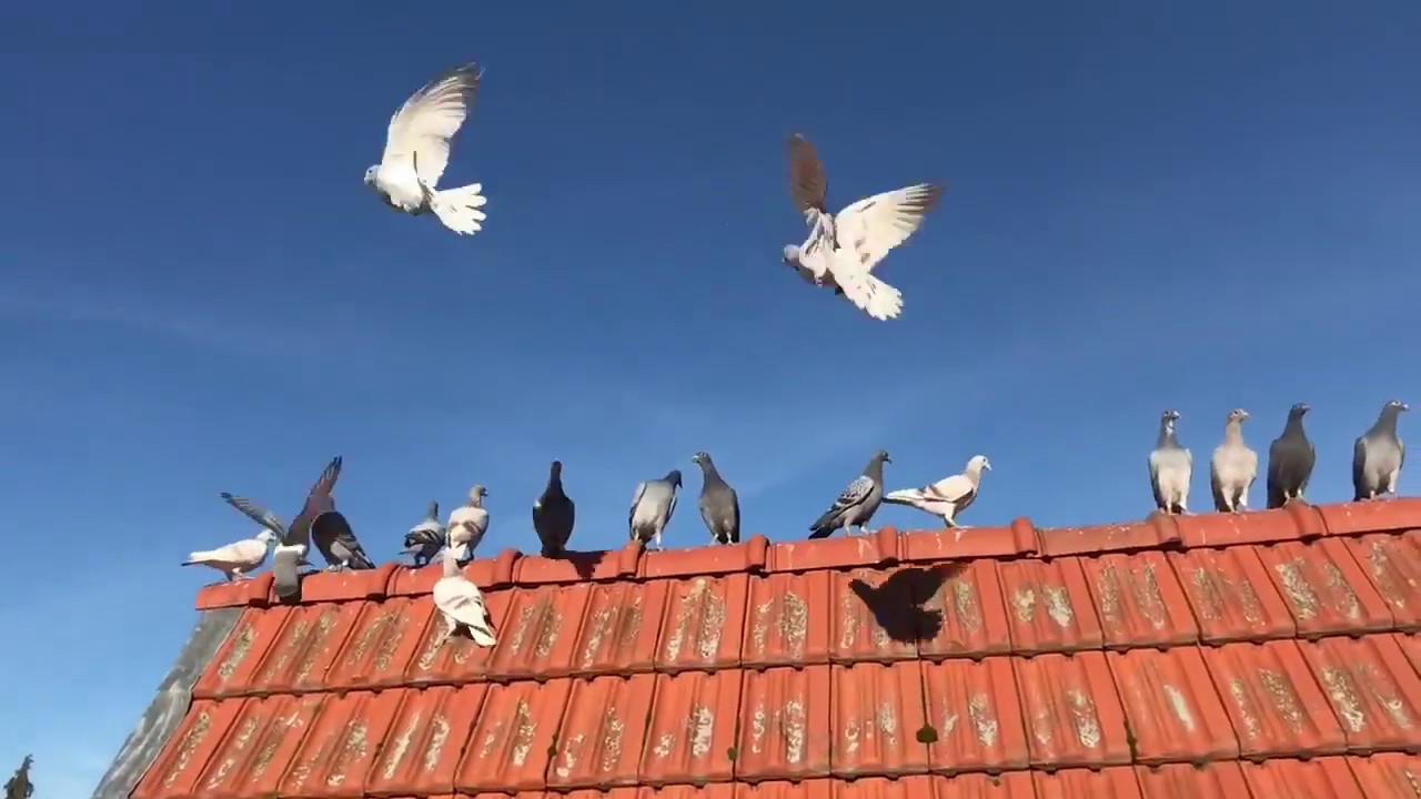 Belgian Racing Pigeons : 2019 Young Birds Flying For the First Time
