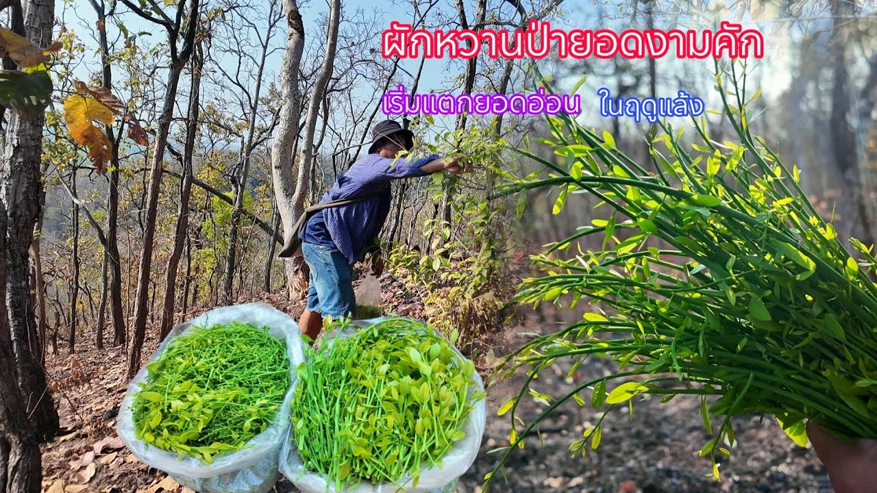 หมานสุดๆขึ้นเขาเก็บผักหวานป่า ยอดอ่อนเริ่มออกแล้วมีแต่ยอดใหญ่ๆอวบๆงามมาก