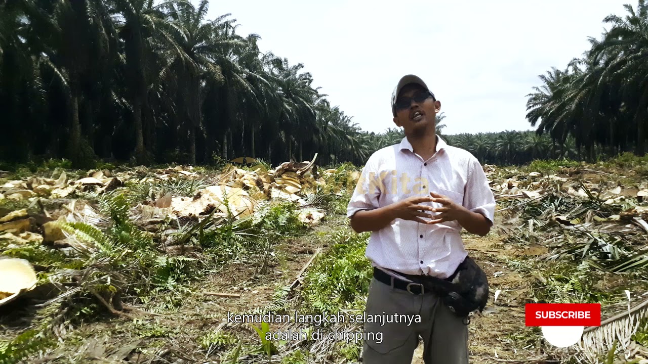 Replanting Tanaman Kelapa Sawit
