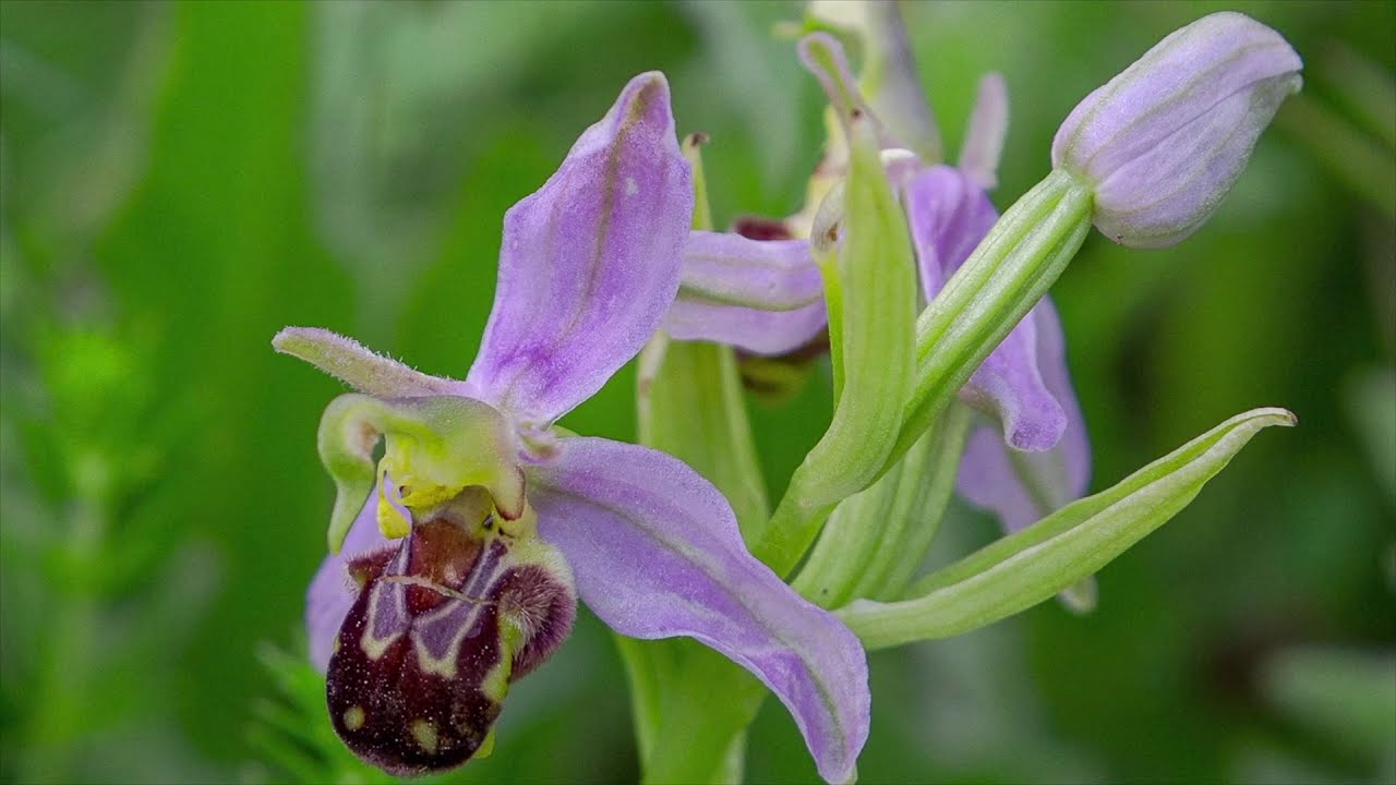 4. Wildflowers of Summer