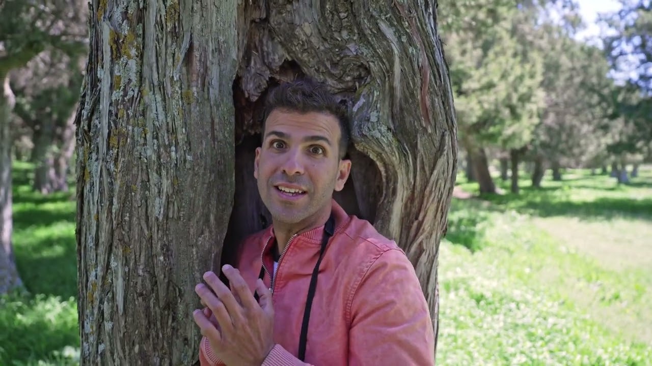🌲 Descubre el Sabinar de Calatañazor, uno de los mejor conservados de todo el planeta