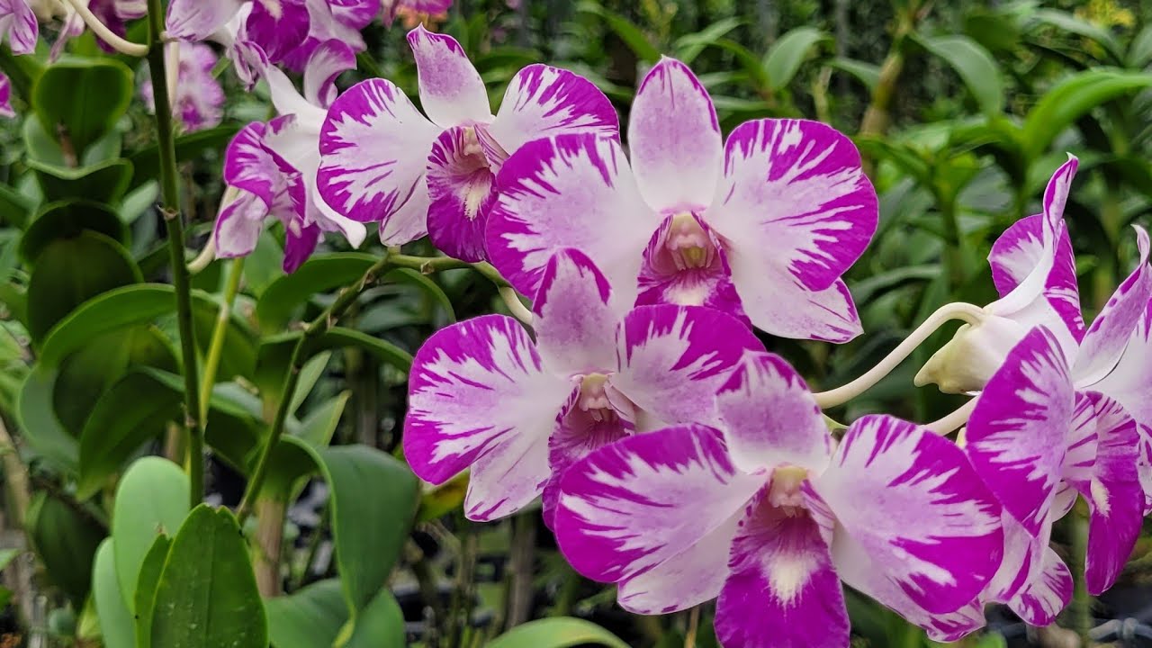 live vườn  nhà