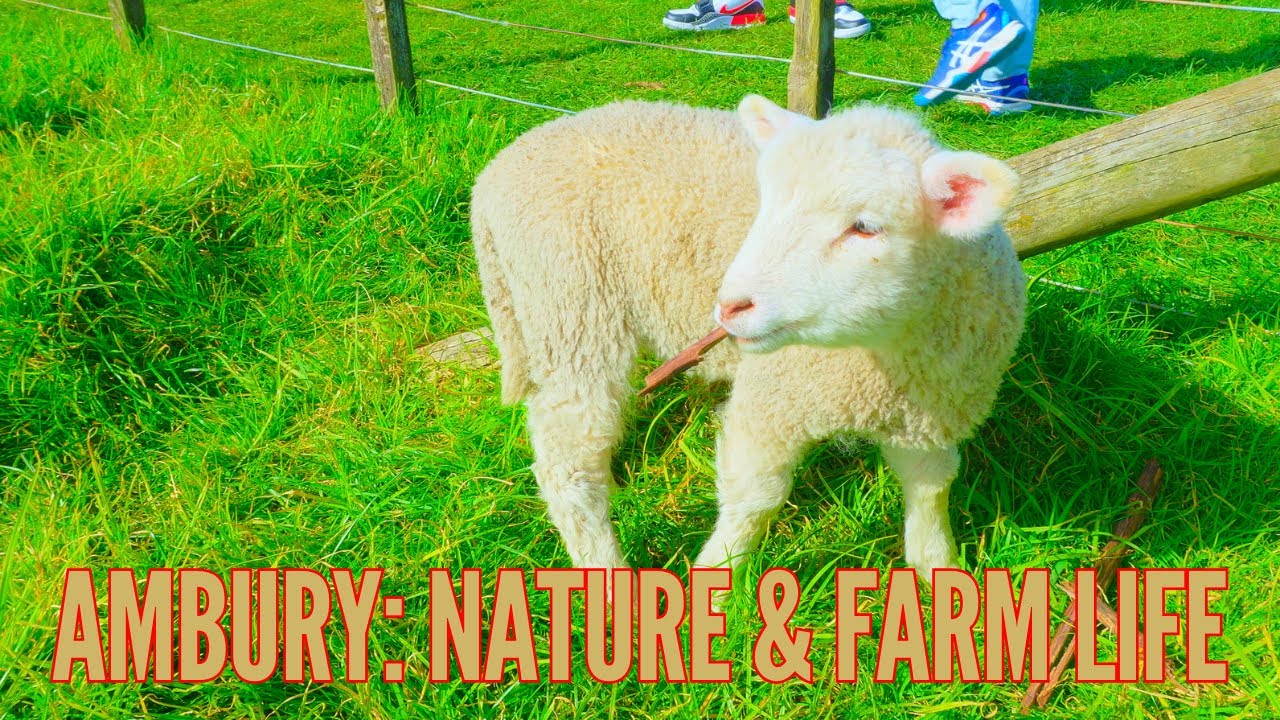 Ambury Regional Park Auckland 🌿 | Family Day Out with Farm Animals 🐄🐓🐎