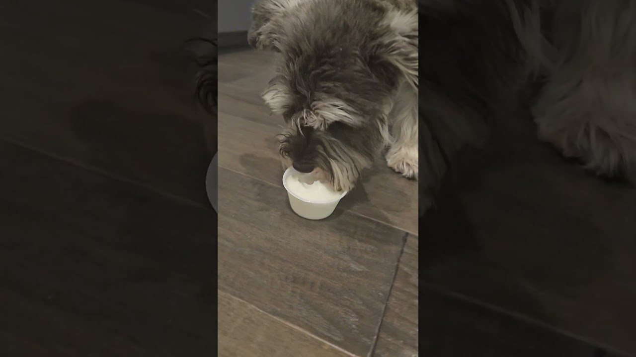 Molly gets a pup cup! 