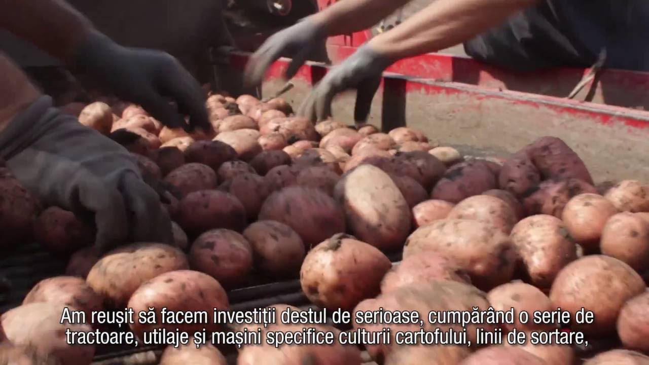 Producatori romani - episodul 6: Cartofi de la ferma Agrico-m din Targu Secuiesc