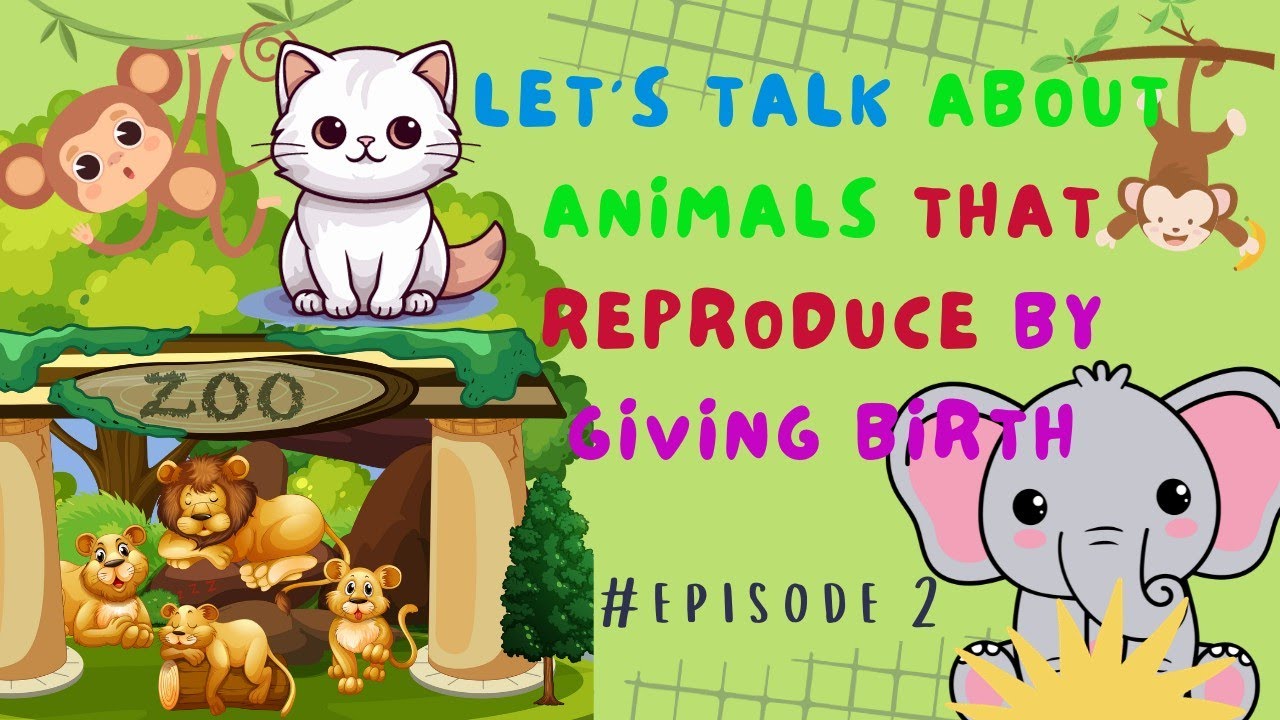 виды рожающих животных | Мультфильм для детей