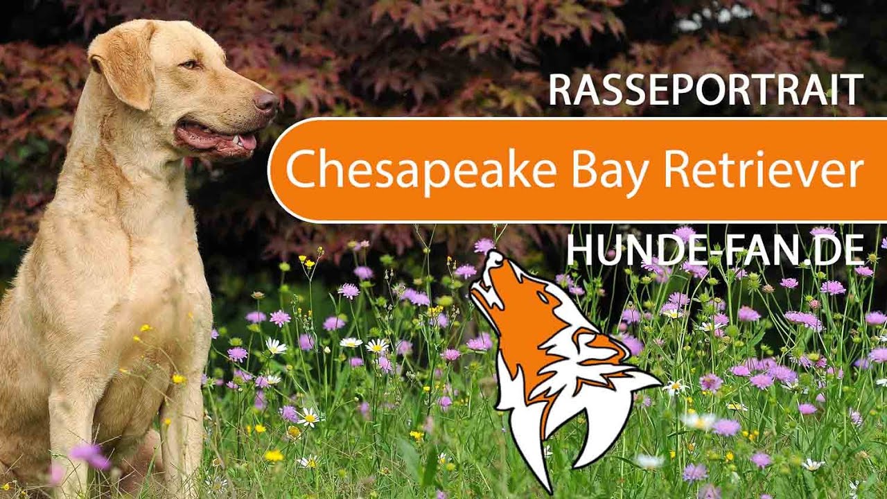 ► Chesapeake Bay Retriever [2019] Rasse, Aussehen & Charakter