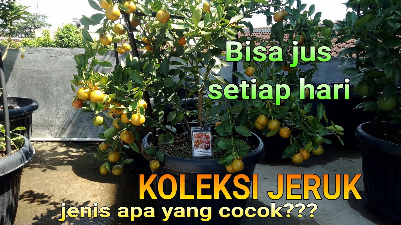 Mantap!! Jeruk dalam pot berbuah LEBAT!