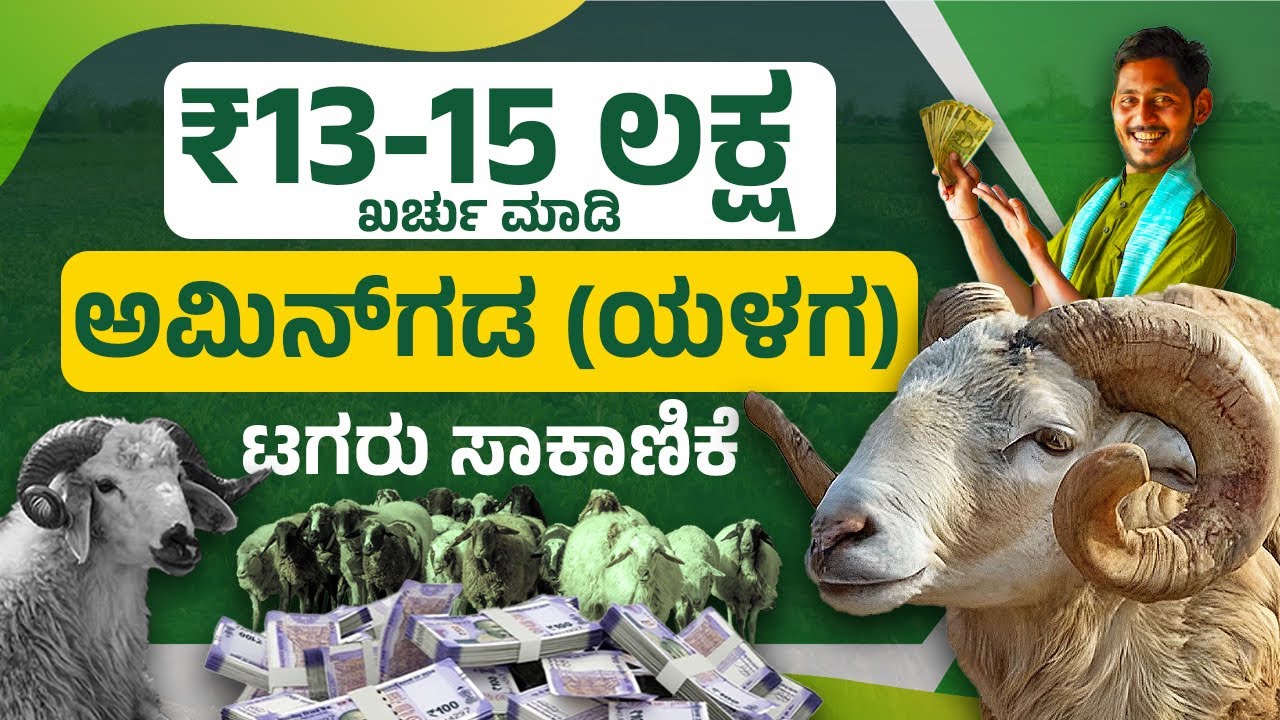 ಒಂದೇ ವರ್ಷದಲ್ಲಿ 1500 ಕುರಿ ಸಾಕಣೆ 500 ಕುರಿಗಳು 1 ಬ್ಯಾಚ್&zwnj;ಗೆ | Amingada Sheep Farming | Kannada Farmer