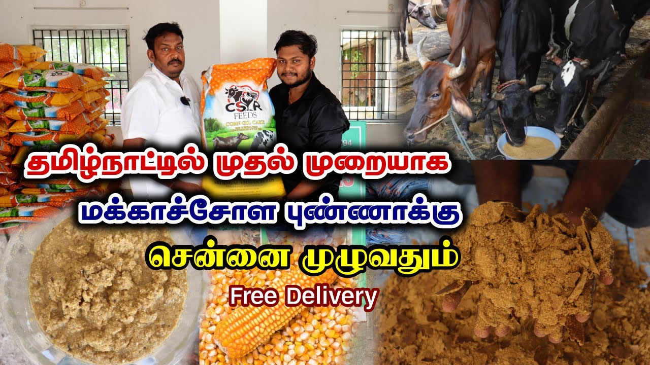 1கிலோ போதும் 5கிலோ புண்ணாக்கு கிடைக்கும் | குறைந்த விலையில் மக்காச்சோள புண்ணாக்கு | Cattle Feed