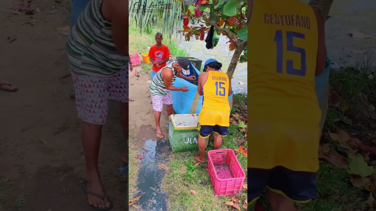 Harvest sang bangrus | Brgy.Anahaw Hinigaran
