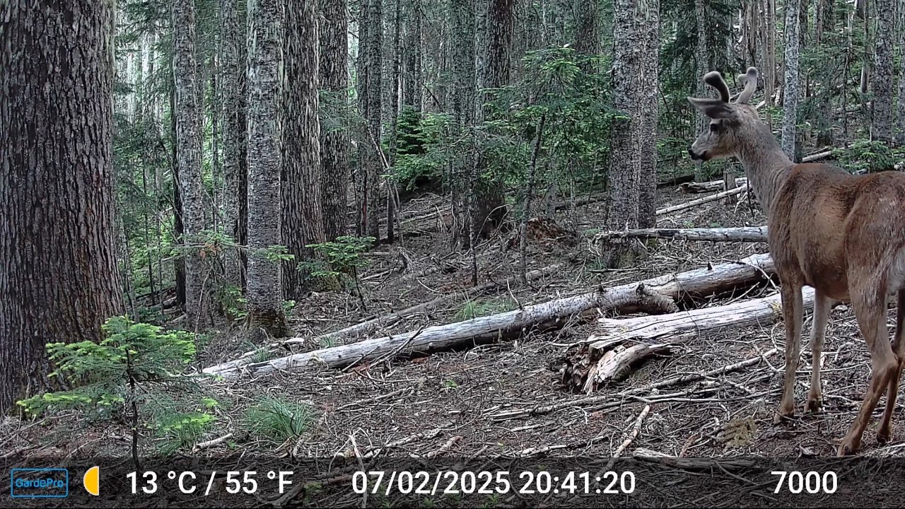 Oregon Cascades Trail Cam Summer Montage - 2025