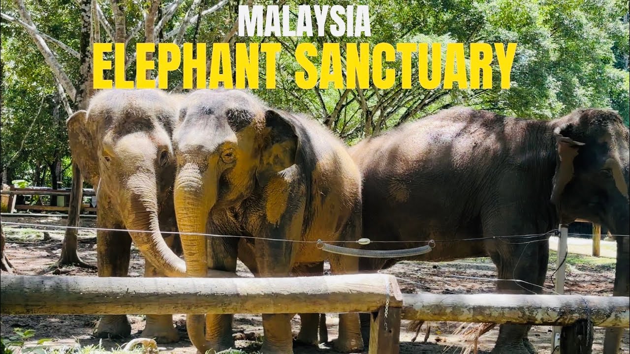 KUALA GANDAH ELEPHANT SANCTUARY || MALAYSIA 🇲🇾 