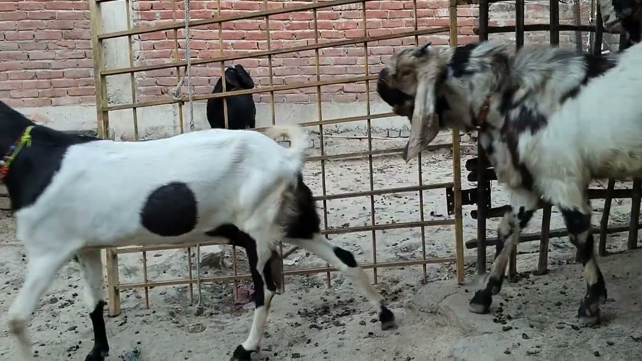 Mustafa Goat Farm Jaunpur Mo.(9389512669)(6390501328) @MustafaBakriFarmJaunpur @goatfarm