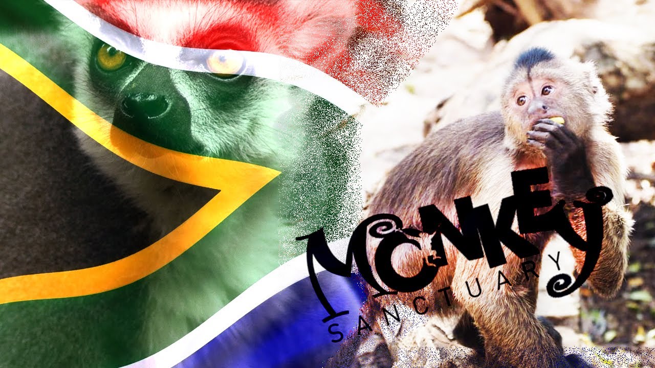 Monkey Sanctuary Hartbeespoort (Full Tour)