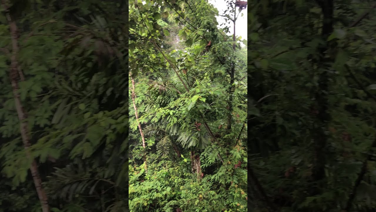 Maquenque Ecolodge treehouse